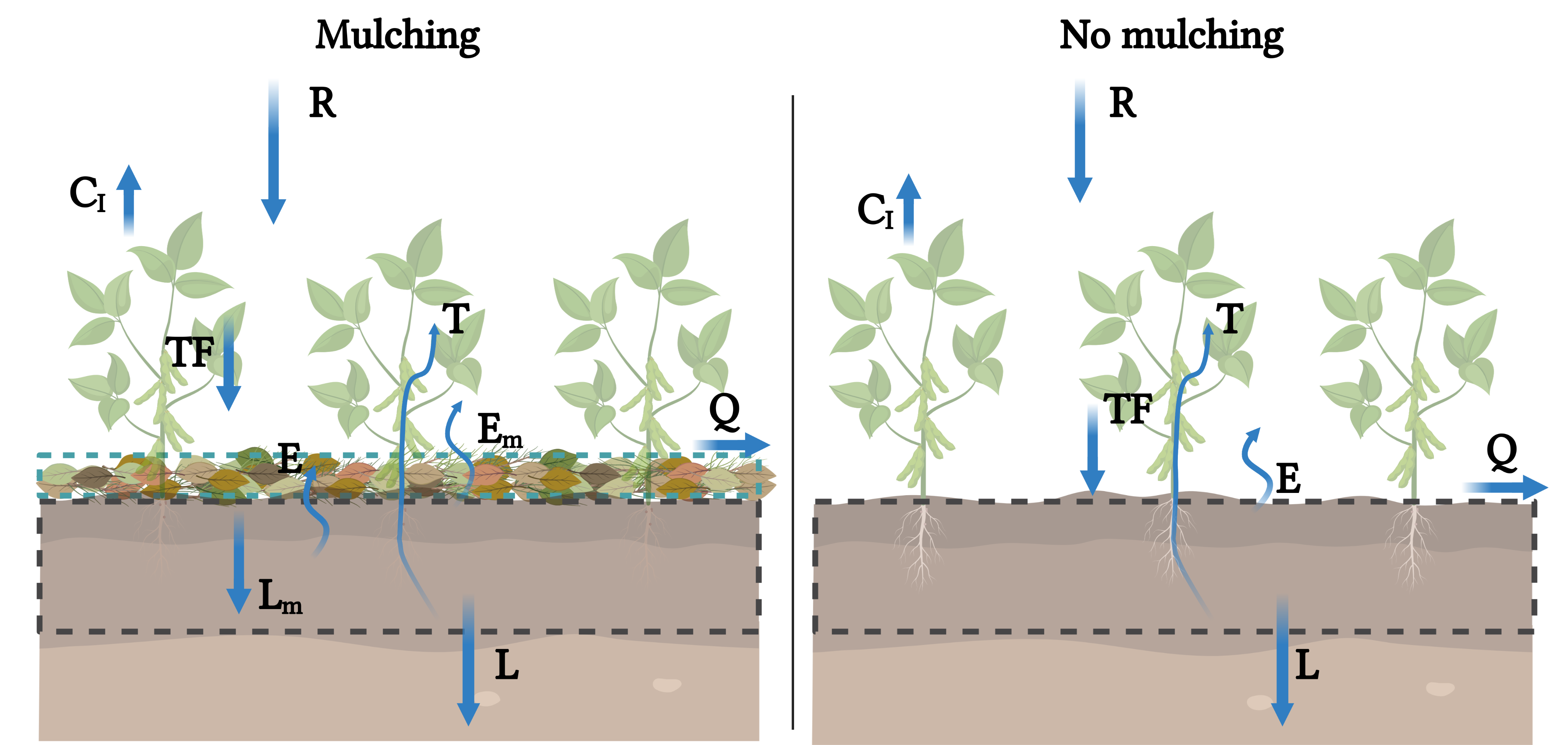 Soil water balance schema under mulching and no mulching conditions.